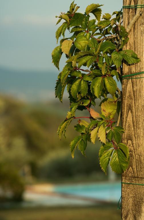 Agriturismo San Nicolo Montecastelli Pisano Екстериор снимка